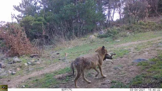 Yalova ormanlarındaki vahşi hayat fotokapanlarla görüntülendi