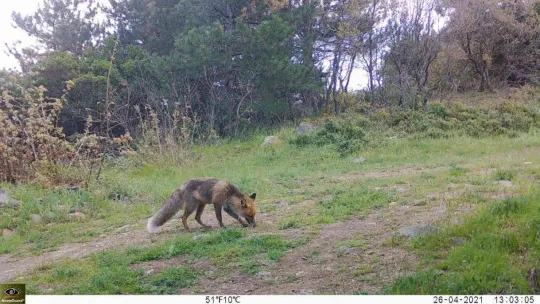 Yalova ormanlarındaki vahşi hayat fotokapanlarla görüntülendi