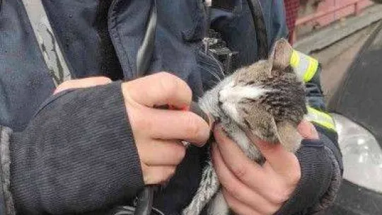 Yanan evden çıkarılan kediyi hayatta tutma mücadelesi