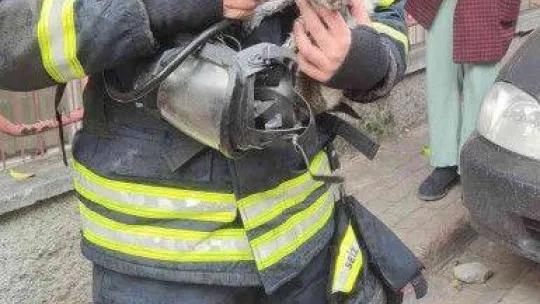 Yanan evden çıkarılan kediyi hayatta tutma mücadelesi