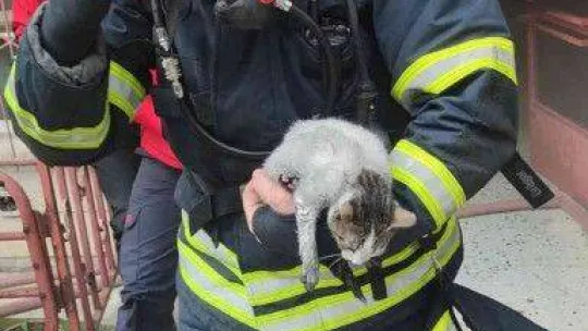 Yanan evden çıkarılan kediyi hayatta tutma mücadelesi