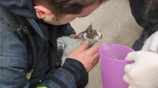 Yanan evden çıkarılan kediyi hayatta tutma mücadelesi