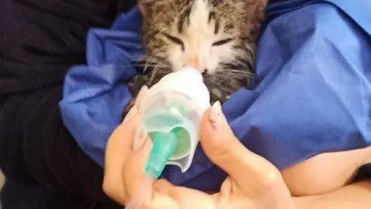 Yanan evden çıkarılan kediyi hayatta tutma mücadelesi