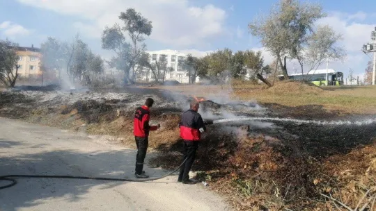 Yangında zeytin ağaçları zarar gördü