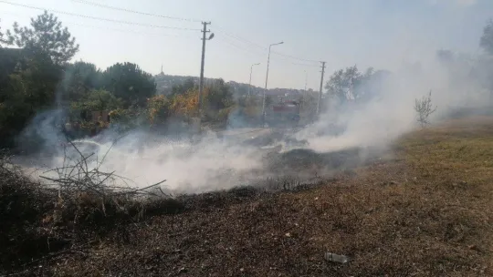 Yangında zeytin ağaçları zarar gördü