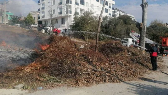 Yangında zeytin ağaçları zarar gördü