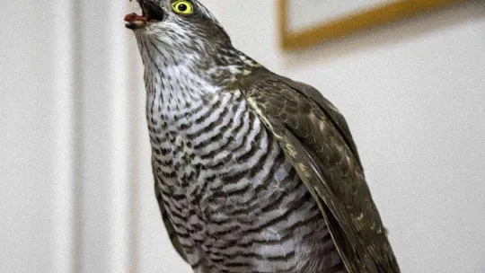 Yaralı atmaca tedavi altında