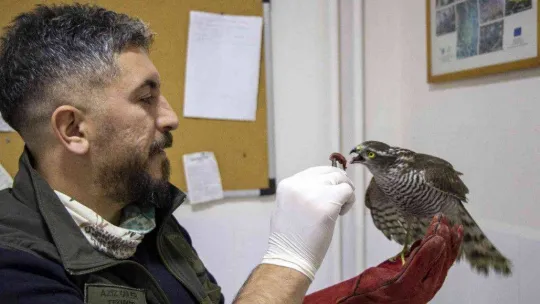 Yaralı atmaca tedavi altında