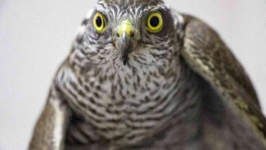 Yaralı atmaca tedavi altında