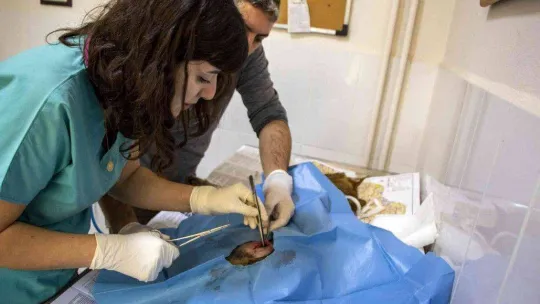 Yaralı çakal 3 saatlik operasyonla sağlığına kavuştu