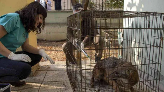 Yaralı çakal 3 saatlik operasyonla sağlığına kavuştu