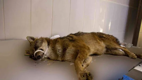 Yaralı çakal 3 saatlik operasyonla sağlığına kavuştu