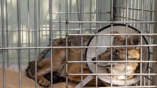 Yaralı çakal 3 saatlik operasyonla sağlığına kavuştu