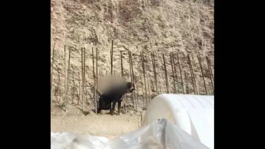 Yaralı köpek belediye ekipleri tarafından kurtarıldı