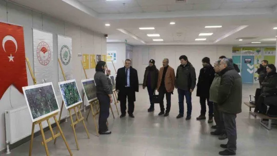 Yaralı ve mühre ördekler özgürlüklerine kavuştu