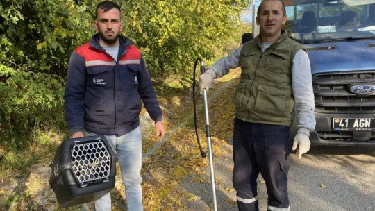 Yaralı yırtıcı kuş, kendisini kurtarmak isteyen görevliyi yaraladı