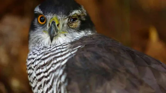Yaralı yırtıcı kuş, kendisini kurtarmak isteyen görevliyi yaraladı