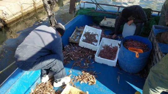 Yasak bitti, karides dolu teknelerle limana döndüler