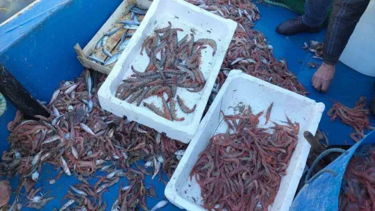 Yasak bitti, karides dolu teknelerle limana döndüler