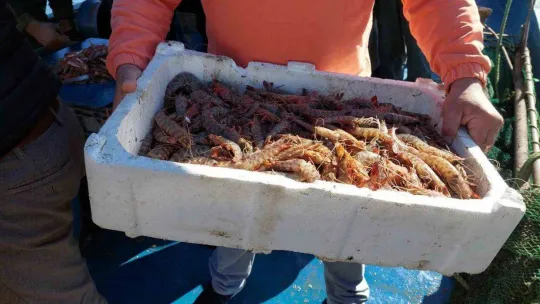 Yasak bitti, karides dolu teknelerle limana döndüler