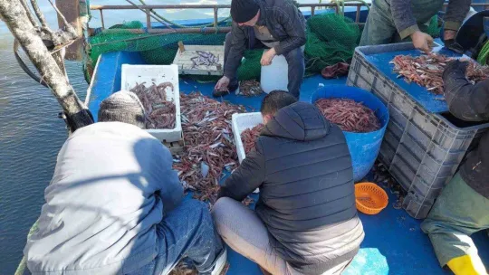 Yasak bitti, karides dolu teknelerle limana döndüler