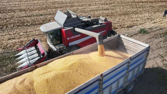 Yemlik dane mısırda hasat başladı