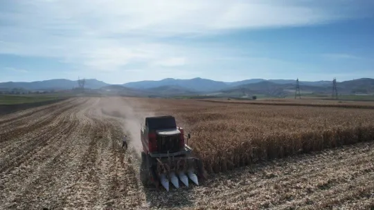 Yemlik dane mısırda hasat başladı