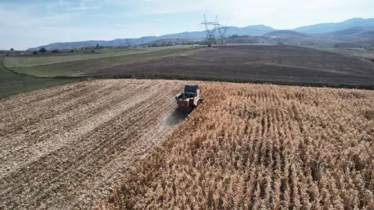 Yemlik dane mısırda hasat başladı