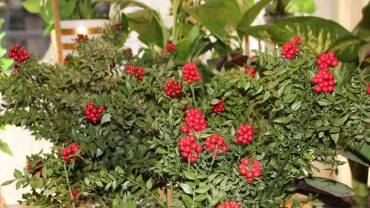 Yılbaşı çiçeği olarak da bilinen 'kokina'ya büyük ilgi