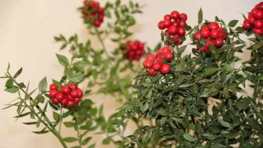 Yılbaşı çiçeği olarak da bilinen 'kokina'ya büyük ilgi