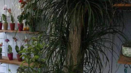 Yılbaşı öncesi çiçekçiler doldu taştı