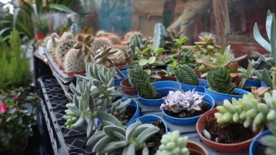 Yılbaşı öncesi çiçekçiler doldu taştı