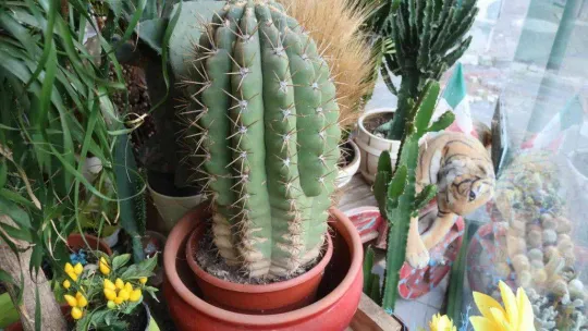 Yılbaşı öncesi çiçekçiler doldu taştı