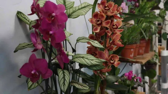 Yılbaşı öncesi çiçekçiler doldu taştı