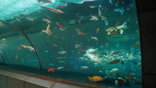 Yıldırım'daki tünel akvaryuma 2022'de 250 bin kişi ziyaret etti