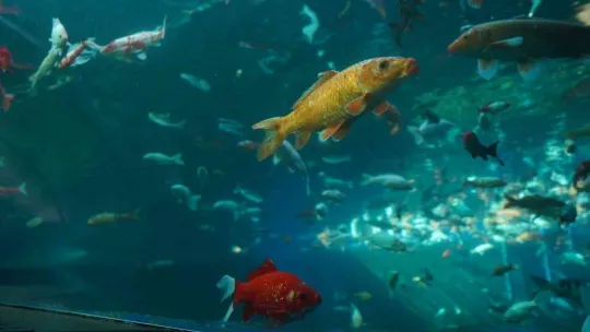 Yıldırım'daki tünel akvaryuma 2022'de 250 bin kişi ziyaret etti