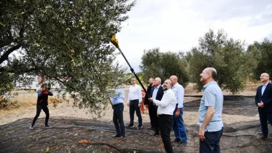 Yılın ilk erken hasat zeytinyağı üretildi