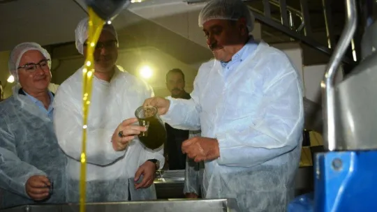 Yılın ilk erken hasat zeytinyağı üretildi