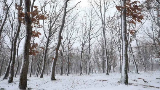 Yılın ilk kar yağışı