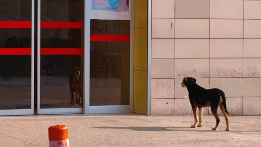 Yok böyle dostluk...Tedavi gören engelli sahibini saatlerce kapıda bekliyor