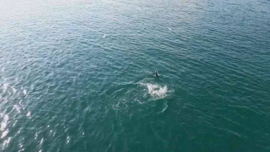 Yunusların en doğal gösterisi