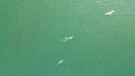 Yunusların en doğal gösterisi