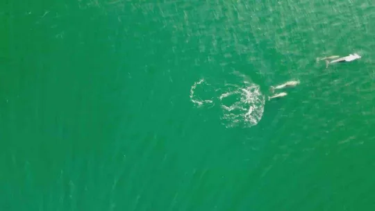 Yunusların en doğal gösterisi