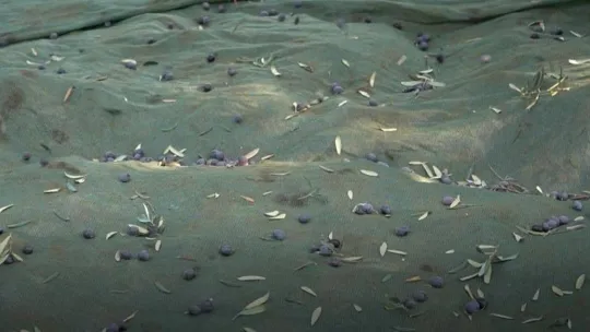 Zeytin hasadı mesaisi sürüyor