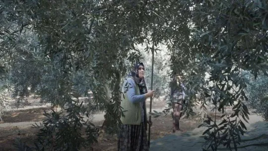 Zeytin hasadı mesaisi sürüyor