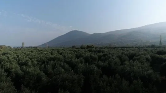 Zeytin hasadı mesaisi sürüyor