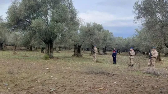Zeytin hırsızlıklarına karşı önlemler devam ediyor
