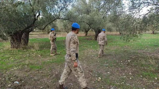 Zeytin hırsızlıklarına karşı önlemler devam ediyor