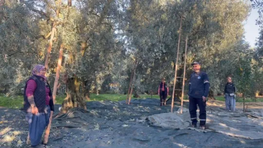 Zeytin toplayan köylü kadınlar tarlada böyle saygı duruşuna durdu