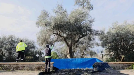 Zeytinler ihtiyaç sahipleri için toplanıyor